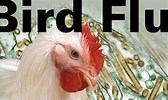 National Avian Flu Alert Nov 2020